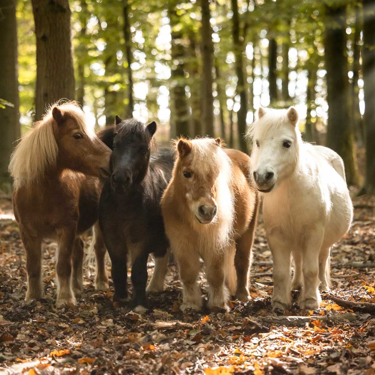 Shetland-Ponys im Wald